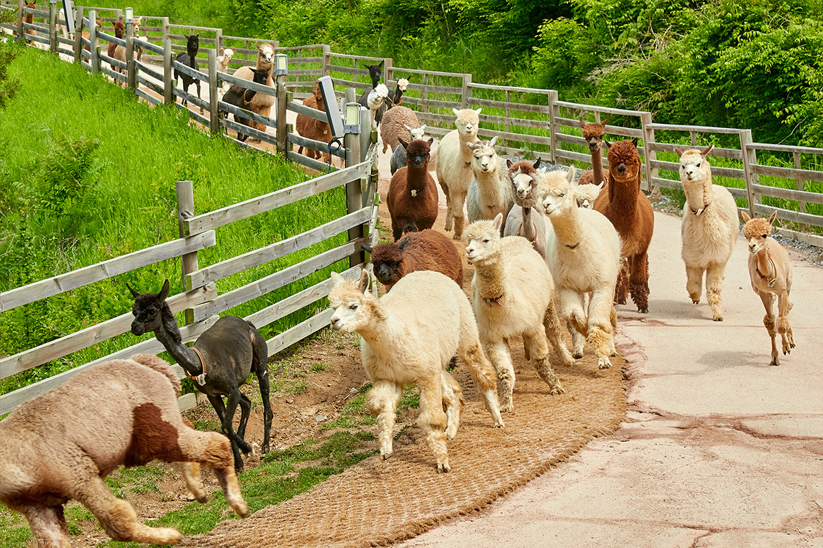在洪川的自然山林中,與療癒的羊駝近距離互動、餵食、散步,超適合家庭、情侶、朋友與所有動物愛好者。 在洪川的自然山林中,與療癒的羊駝近距離互動、餵食、散步,超適合家庭、情侶、朋友與所有動物愛好者。