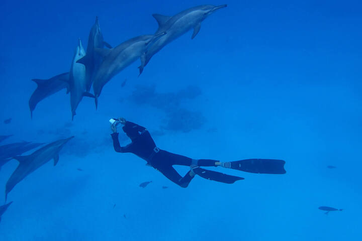 薩塔亞海豚屋過夜之旅 (Port ghalib : Sataya Dolphin House Overnight)