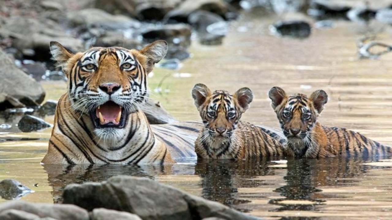 From Delhi: 3 Days Tour of Ranthambore Tiger safari