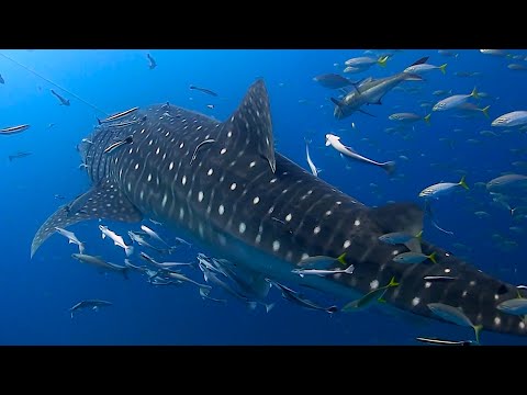 Morning Dive Trip in Koh Tao with PADI 5 Star CDC