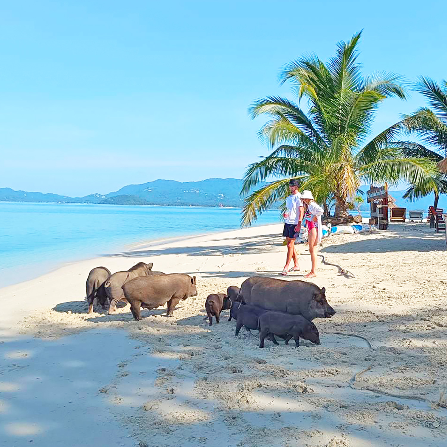 Pig Island VIP