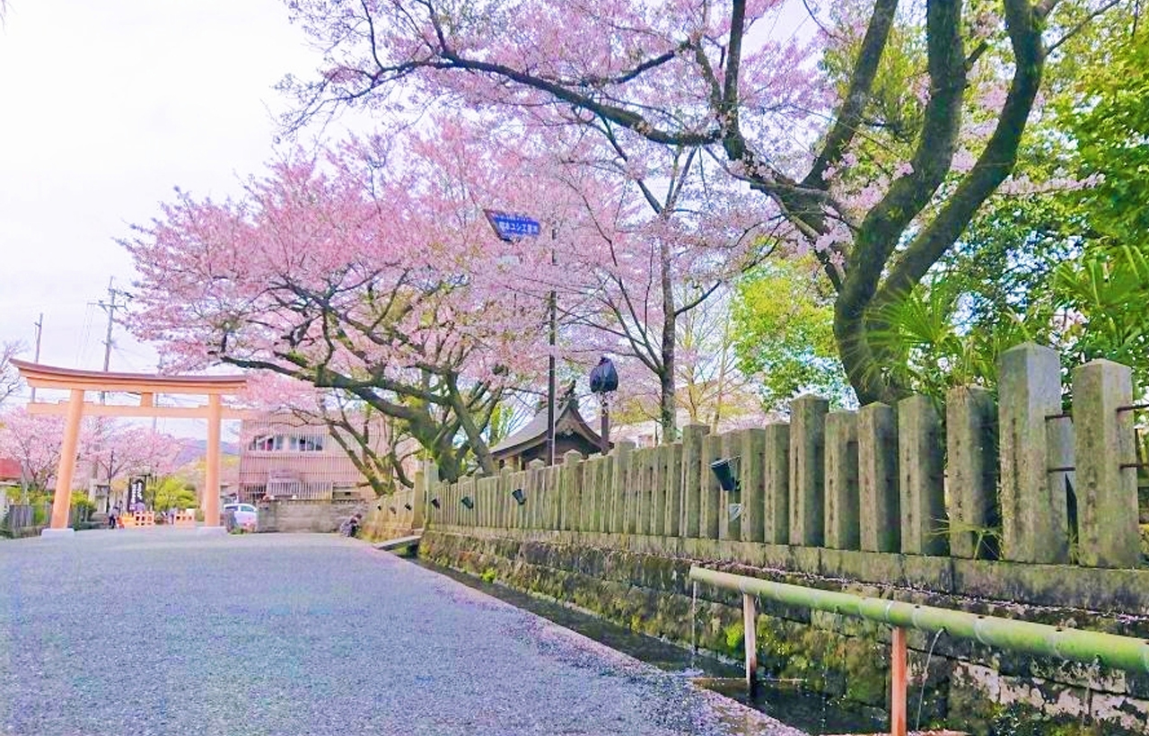 熊本城·阿蘇火山·草千里·阿蘇神社·黑川溫泉一日遊（福岡/熊本出發）