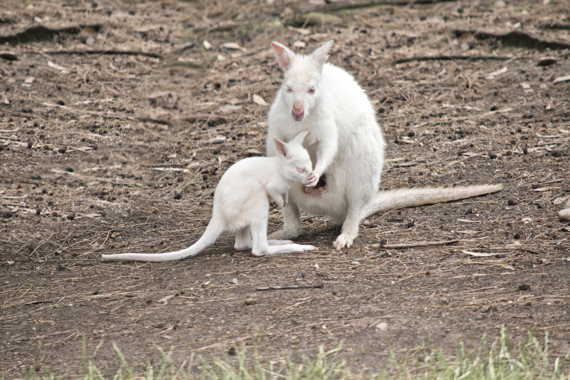 Australian Wildlife, Blue Mountains & Scenic World Private Tour