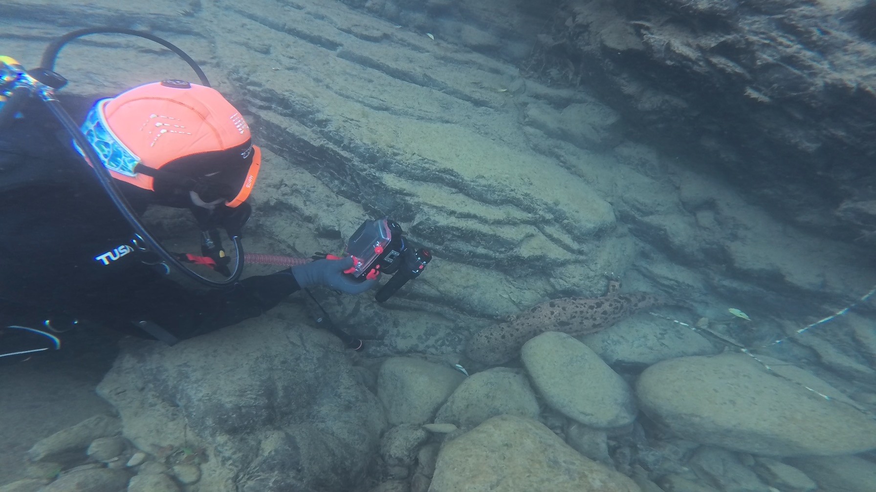 Koza River Japanese Giant Salamander Diving (for Certified Divers)