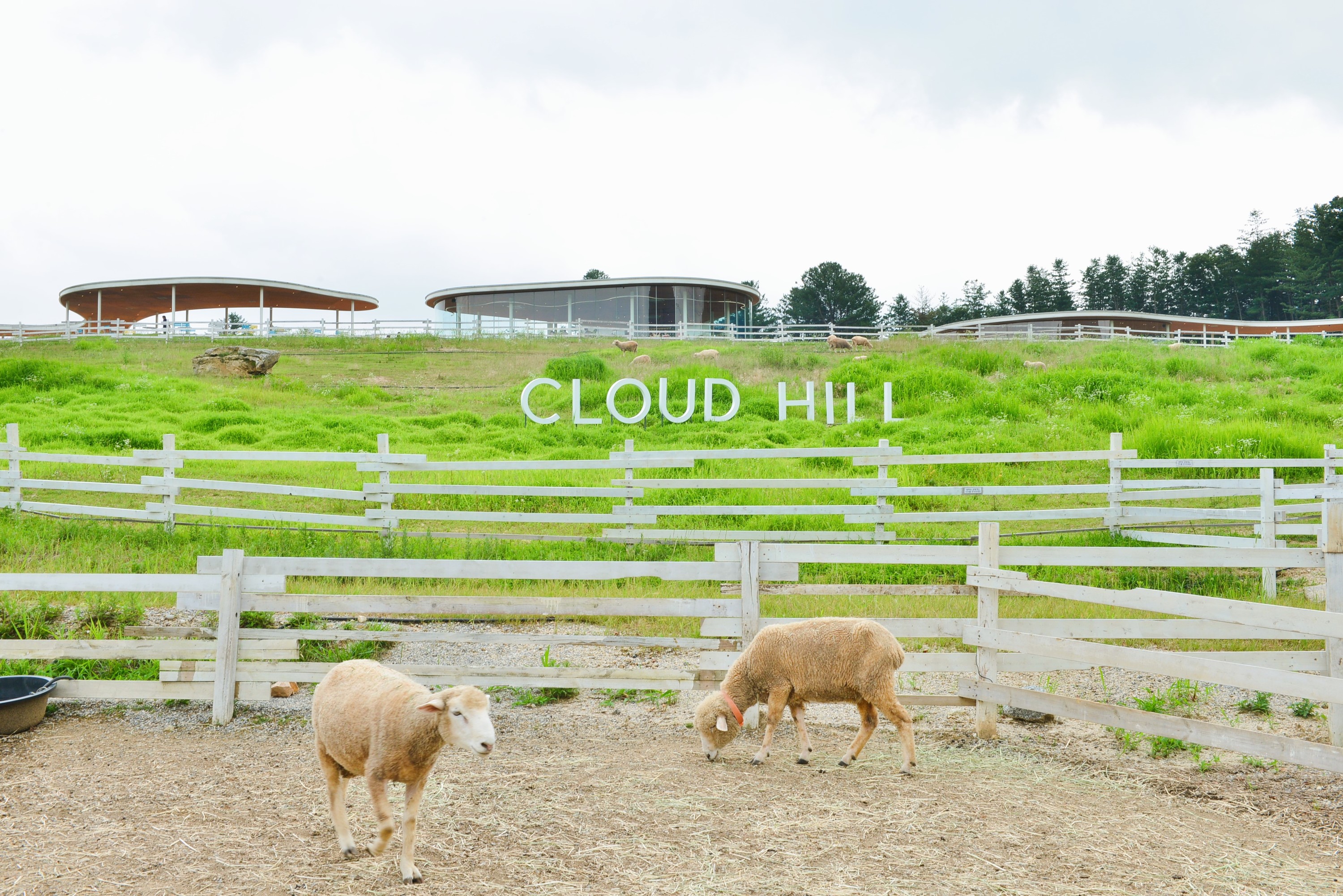 Gapyeong Sheep Farm & Eobi Valley & Strawberry Picking (With Lunch)