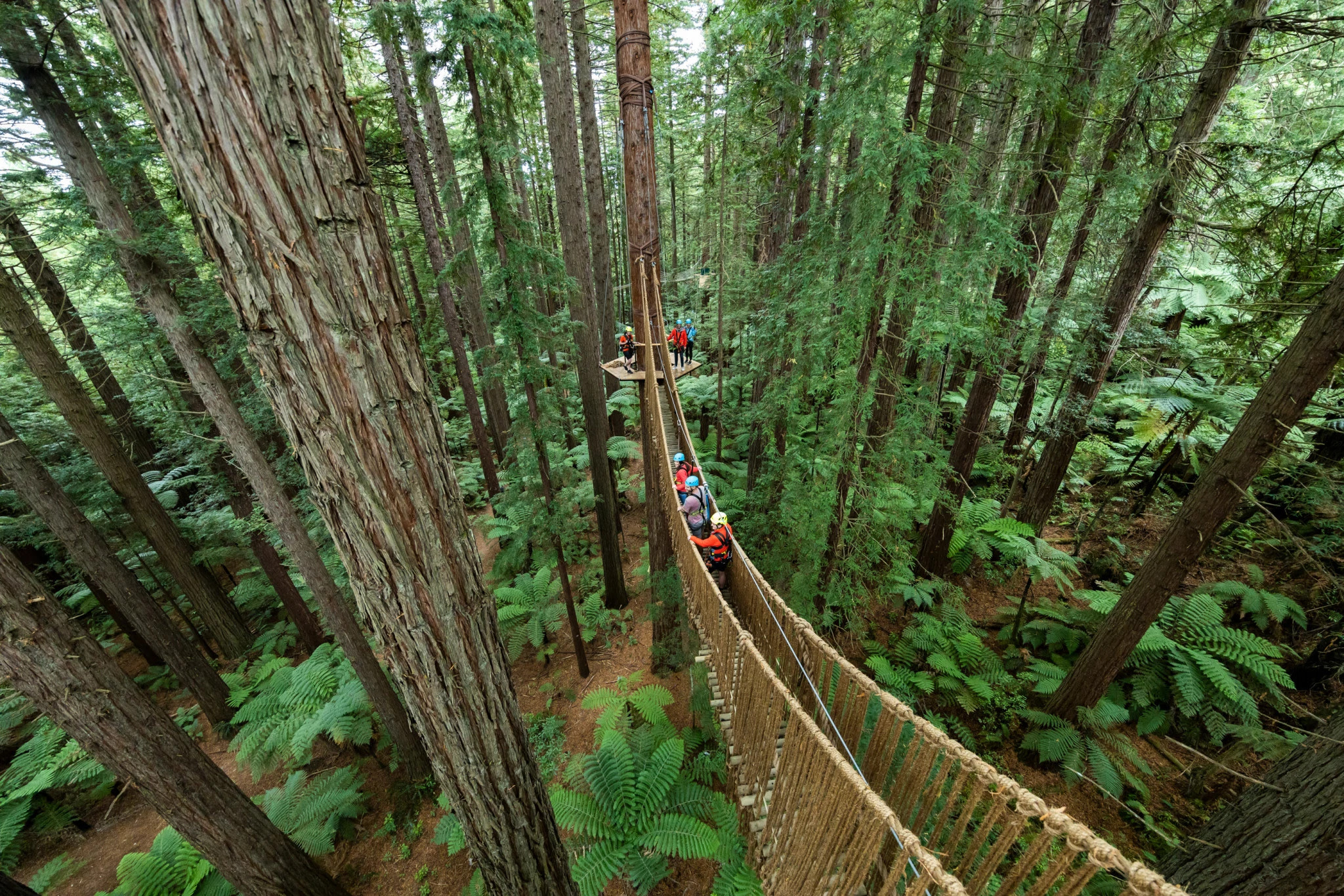 Rotorua Māori Village & Redwoods Tree Walk Small Group Tour from Auckland