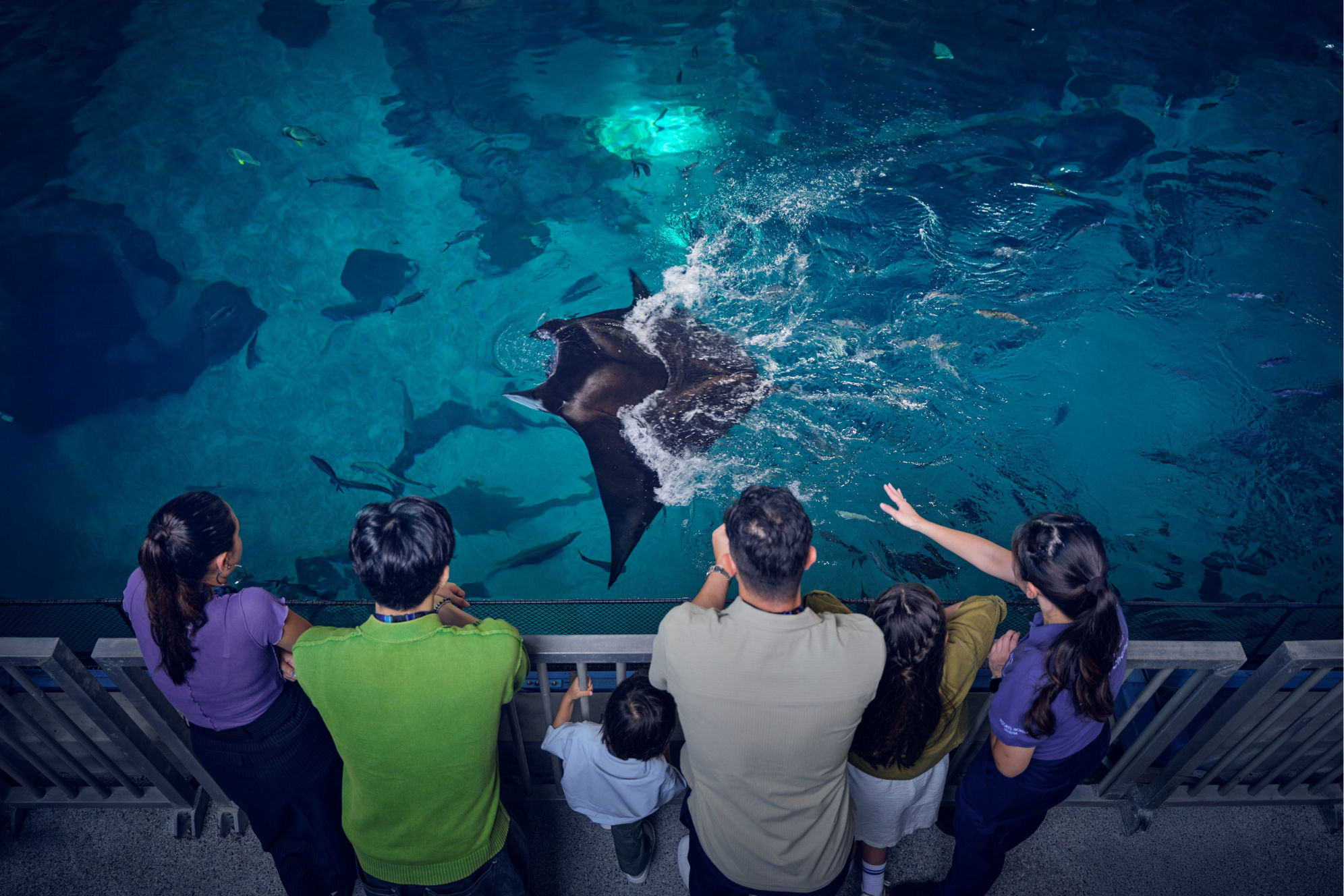 Go behind the scenes at the Open Ocean habitat