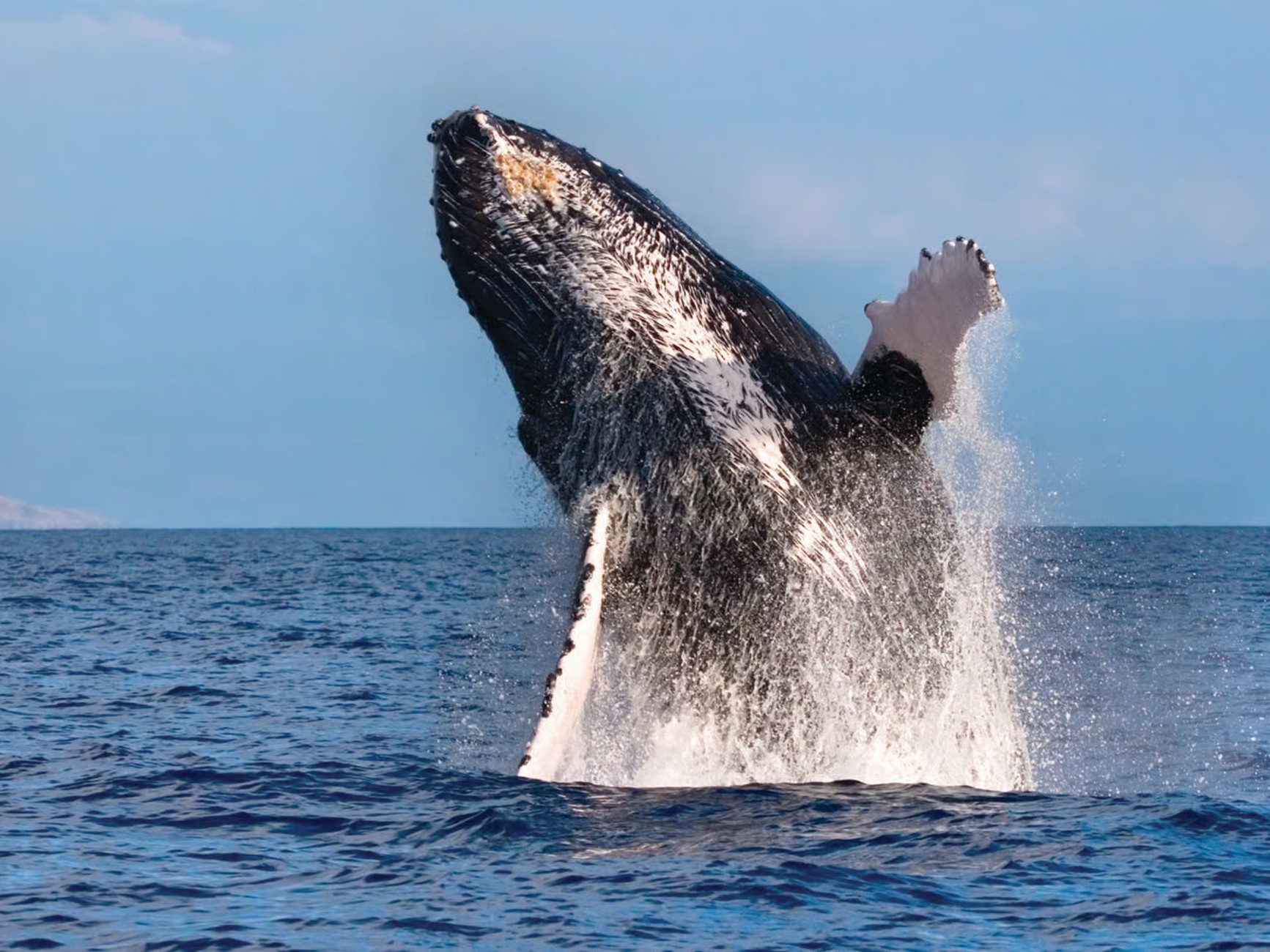 Spot a magnificent humpback whale surfacing, showcasing its power and grace in Hawaiian waters
