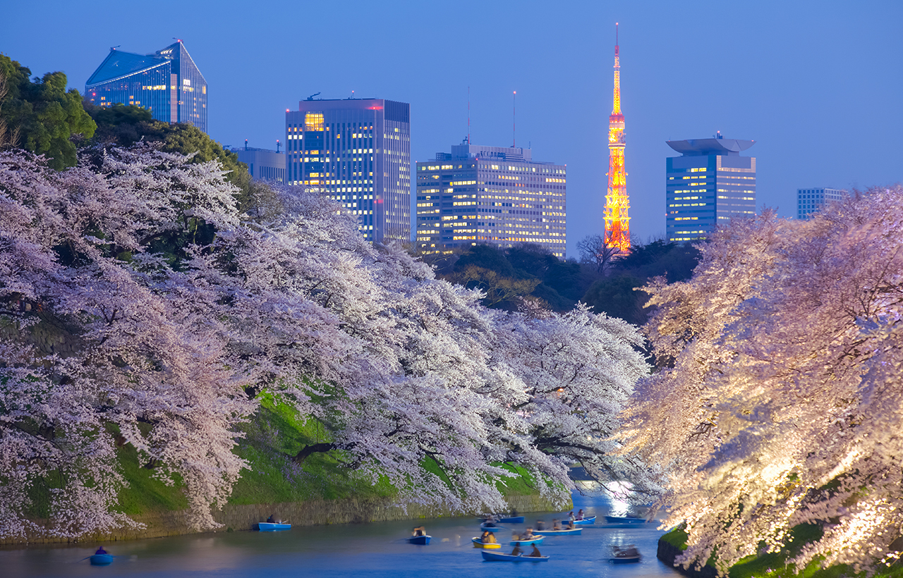 櫻花季限定-夜櫻流光・東京賞櫻探秘之旅｜新宿/上野出發