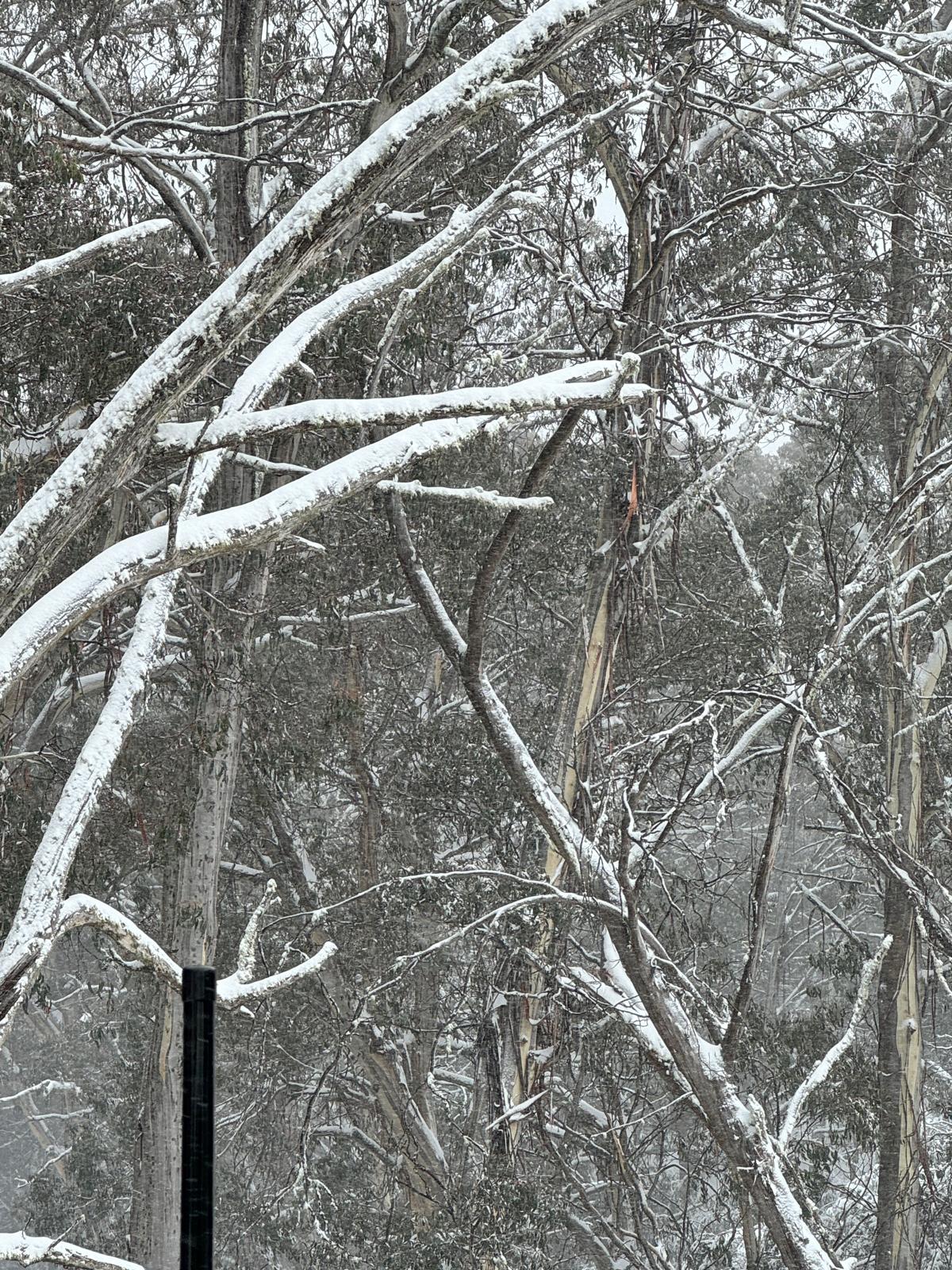 Private Mount Buller Snow & Ski Tour in Melbourne