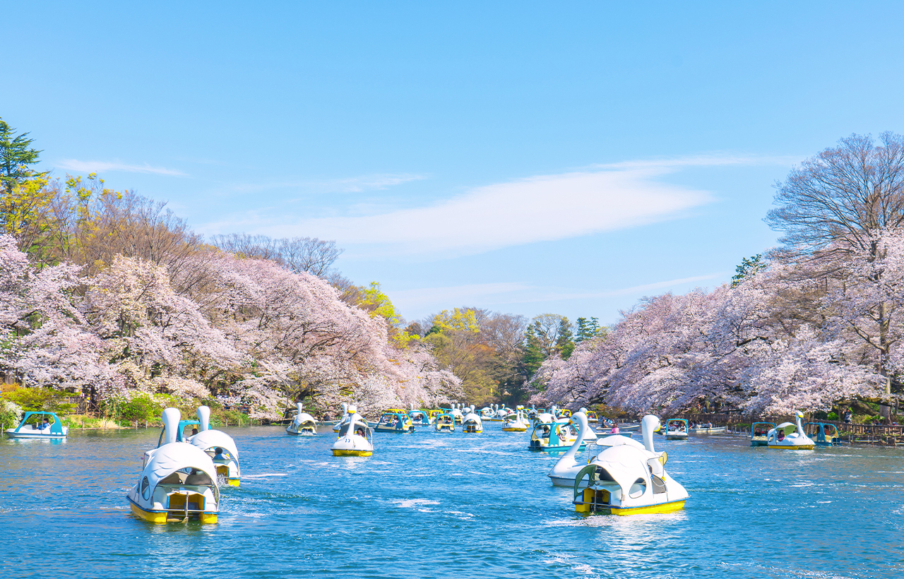櫻花季限定-夜櫻流光・東京賞櫻探秘之旅｜新宿/上野出發