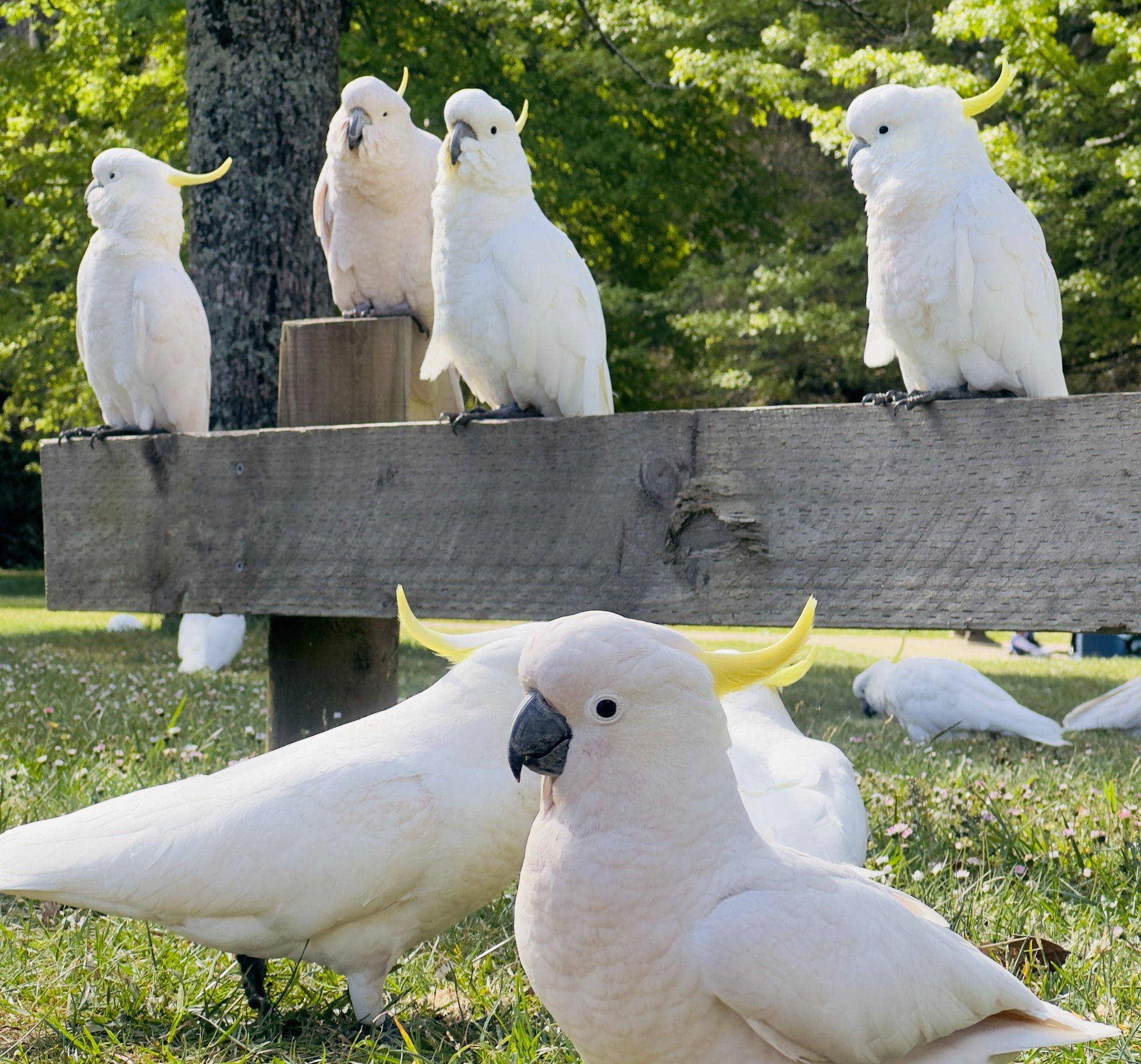 Australian Wildlife, Blue Mountains & Scenic World Private Tour