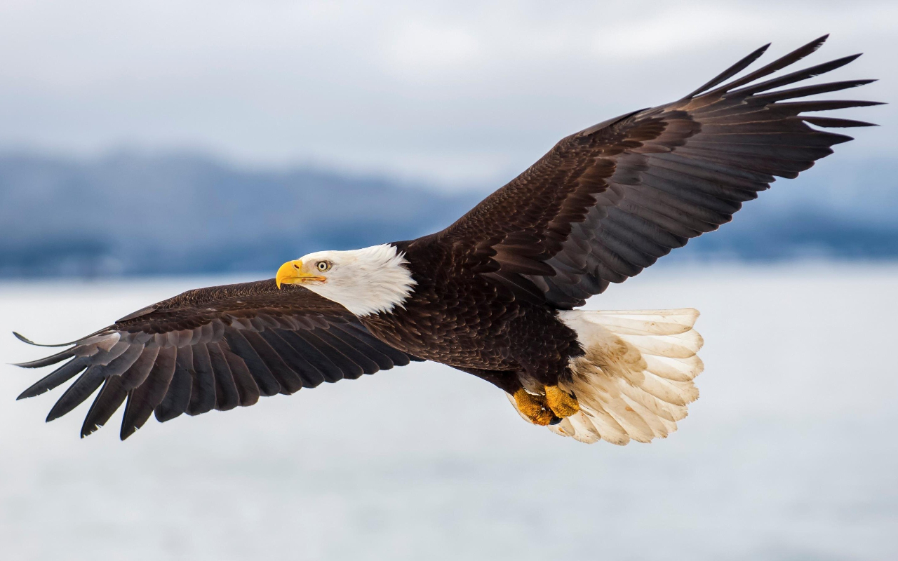 抬頭仰望天空，欣賞雄偉的白頭海鵰在崎嶇的海岸線上翱翔。