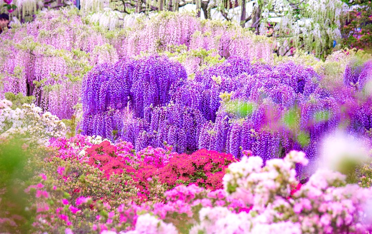 足利花卉公園擁有超過 350 株盛開的紫藤樹，其中最引人注目的是樹齡 150 年的「大藤」，其藤架面積廣達 600 榻榻米，更被 CNN 譽為世界十大夢幻旅遊景點之一。