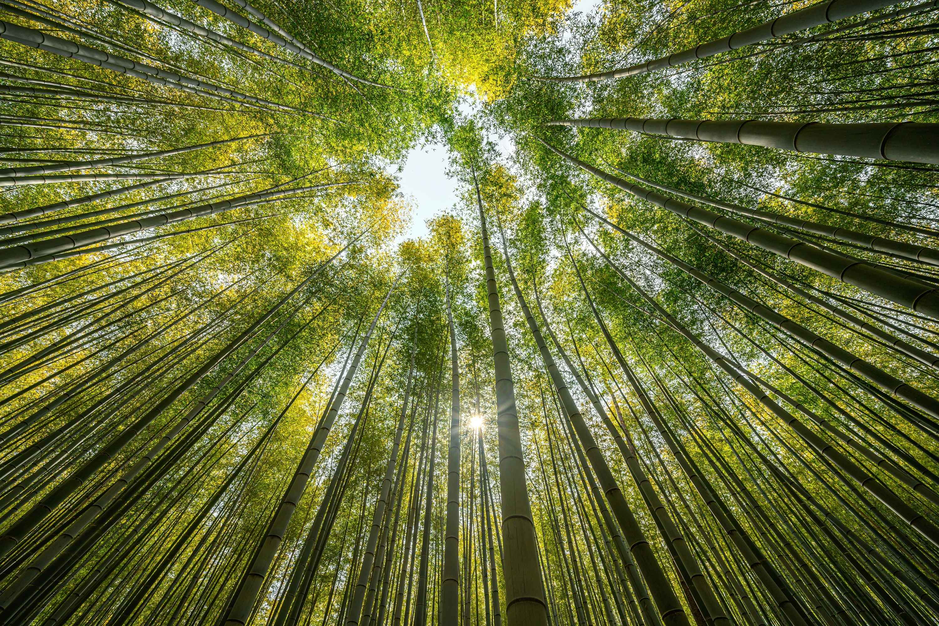 阿合山森林:沉浸在阿合山森林神秘而高聳的竹林中,這是一處保存了數世紀的隱藏版電影秘境。 阿合山森林:沉浸在阿合山森林神秘而高聳的竹林中,這是一處保存了數世紀的隱藏版電影秘境。