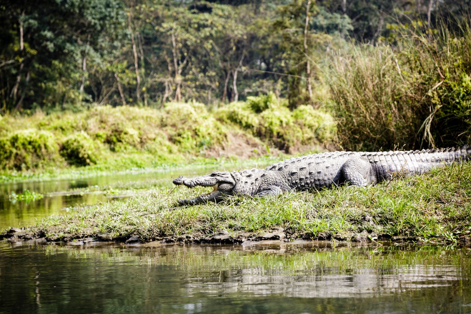Explore Nepal: 3-Day Culture, Wildlife & Jungle Tour