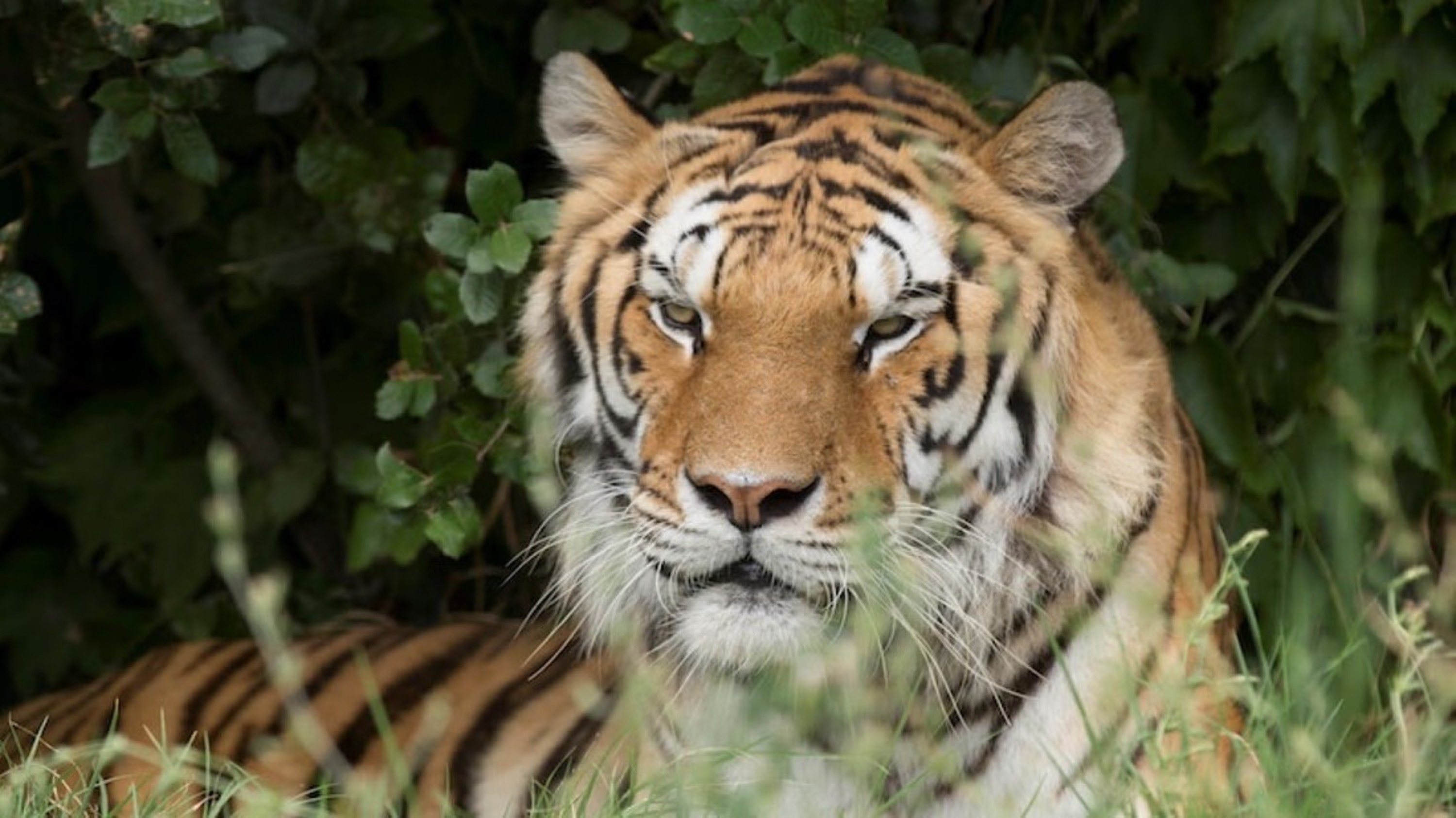 Watch the tiger roam with power and grace through natural surroundings