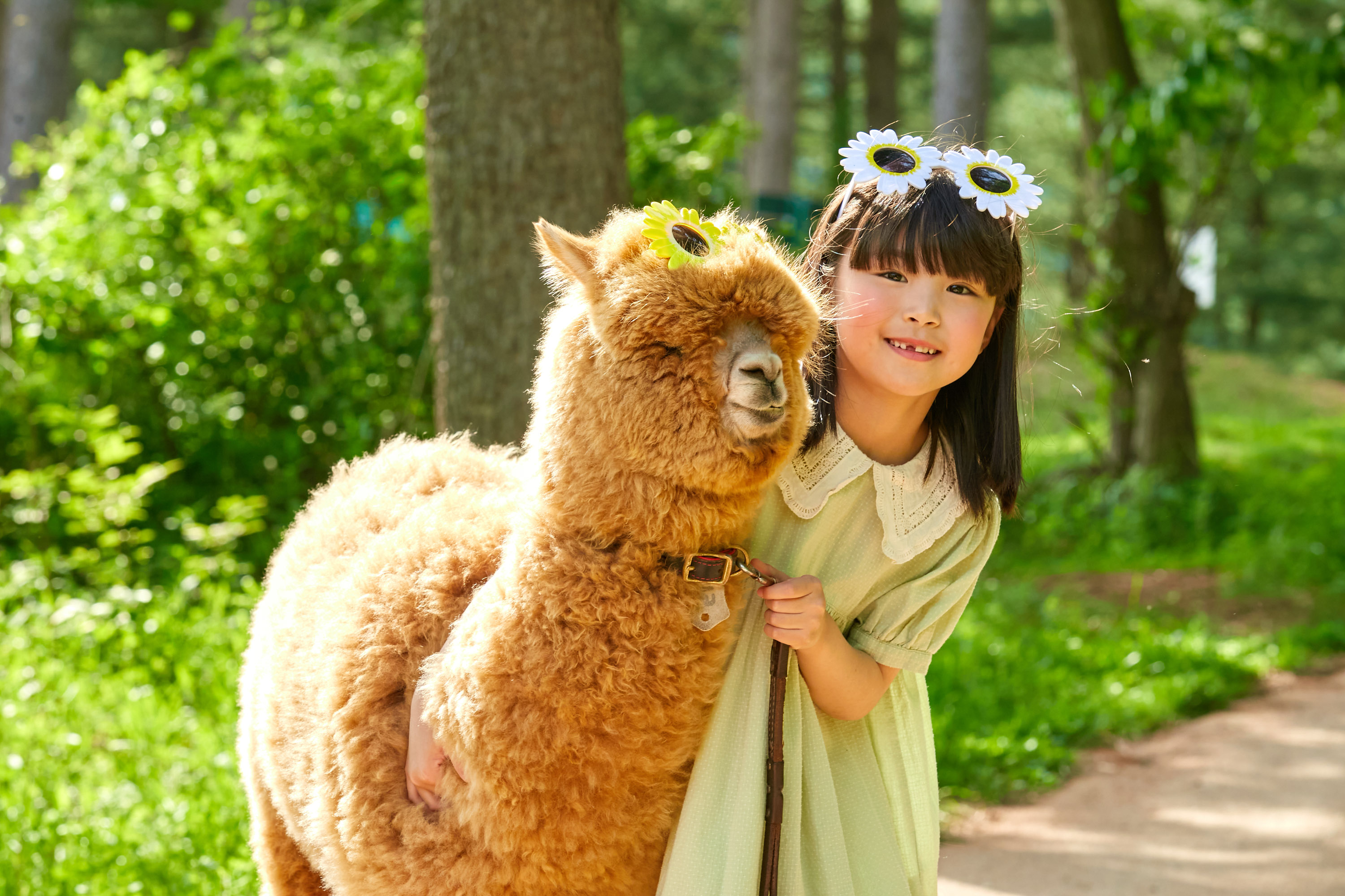 Nami Island+Alpaca+RailBike+Petite+LEGOLAND+Morning Calm PrivateTour
