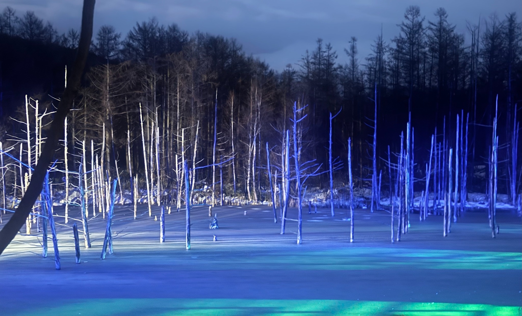 枯立的白樺與落葉松倒映其間，線條極簡。