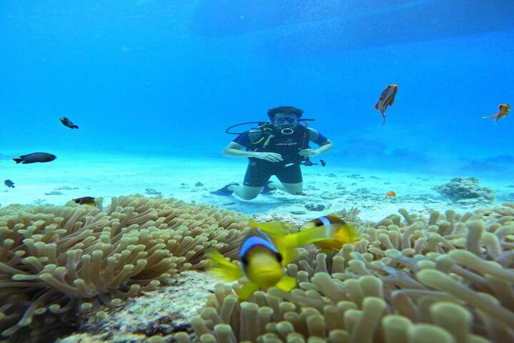 Marsa Alam Samadai dolphin house two dives
