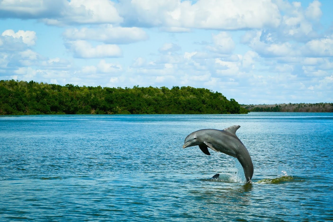 Dolphins leap joyfully in the sparkling waters, showcasing their playful nature