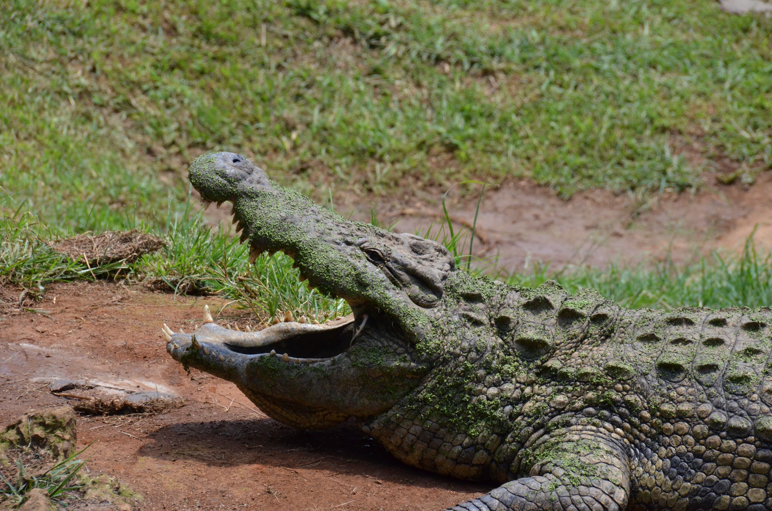 Crocodile at Reptile Park