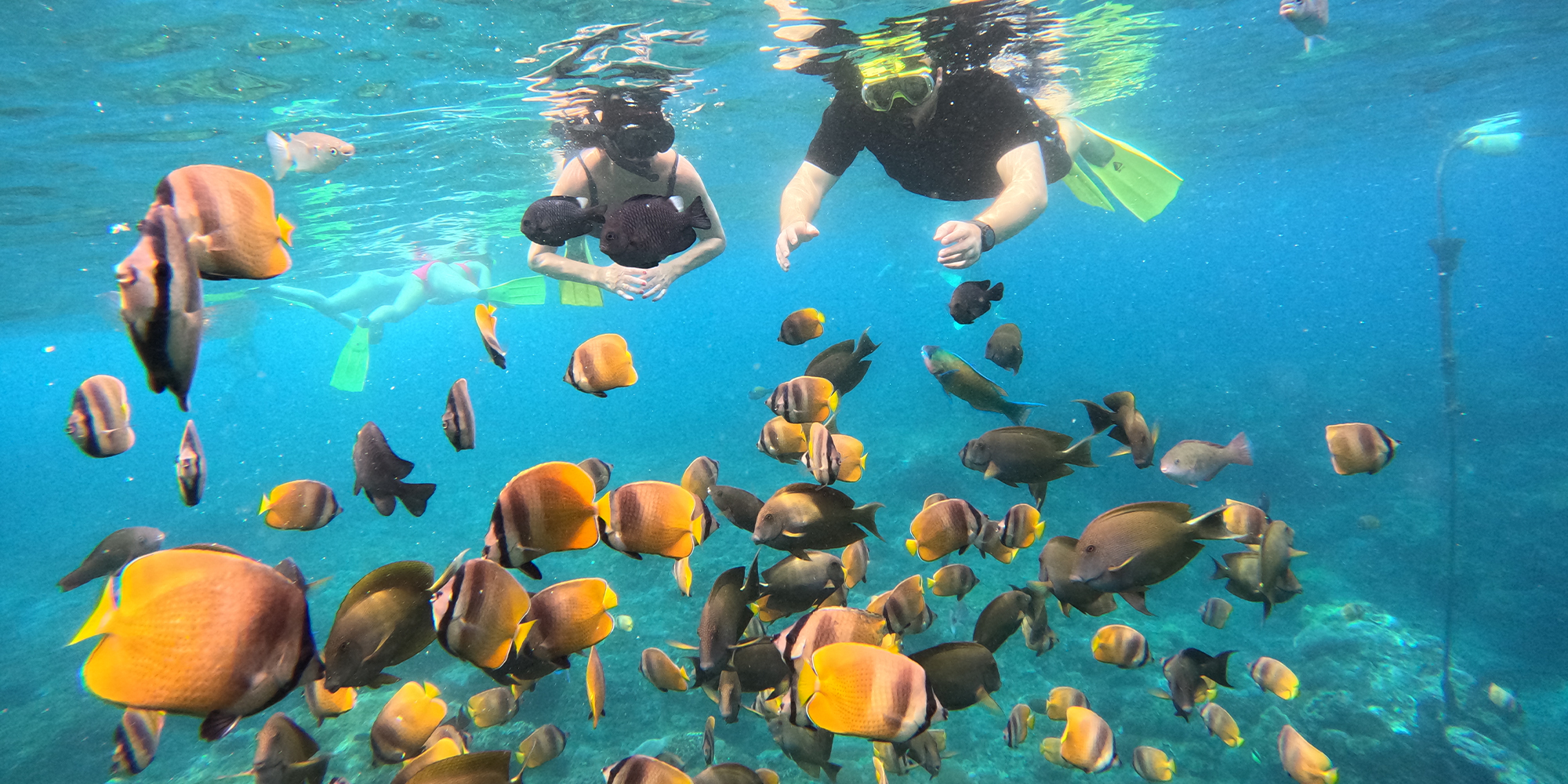 在巴厘島佩尼達島浮潛，體驗巴厘島豐富多樣的海洋生物