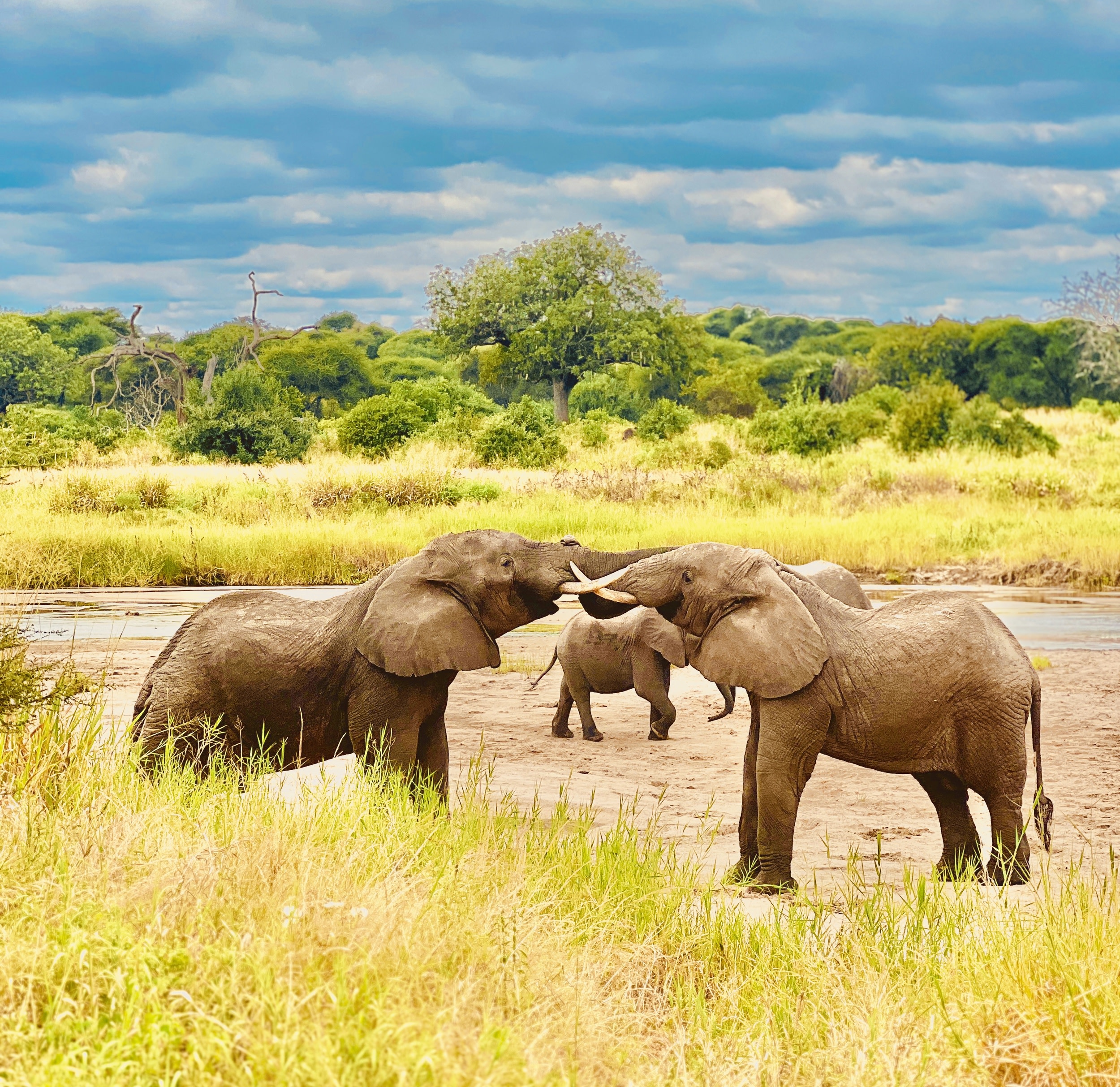 Private Tarangire National Park Day Trip