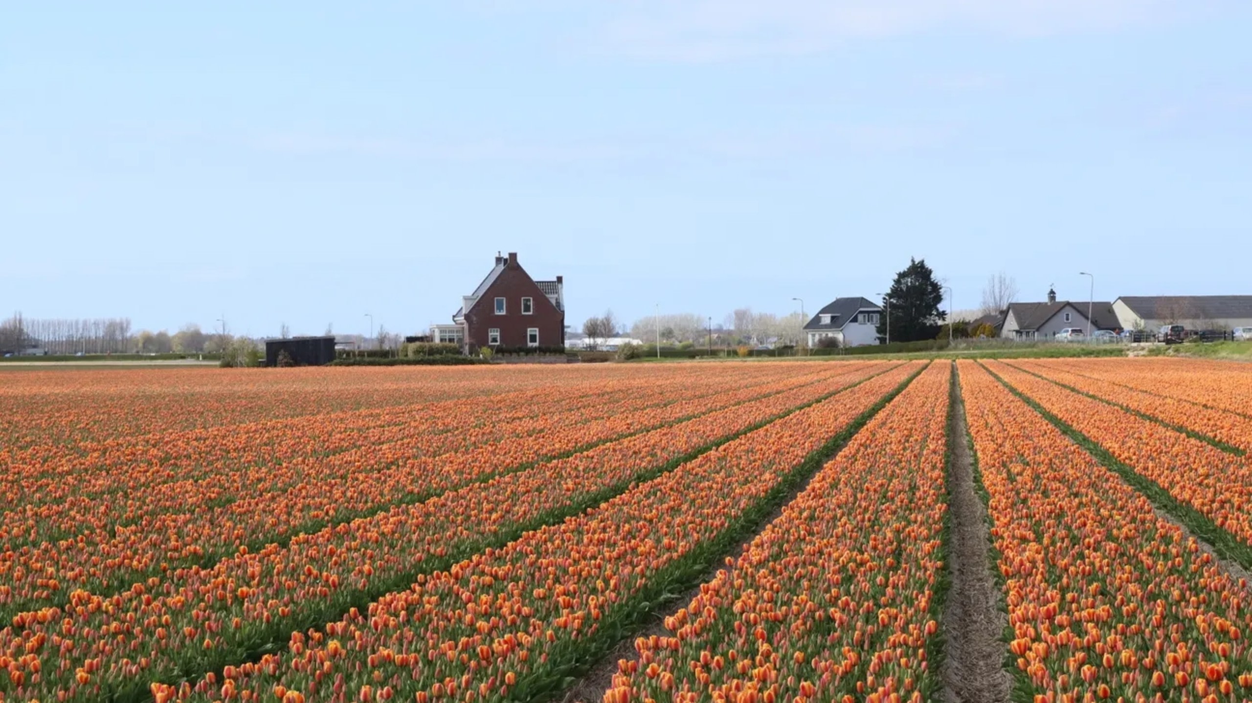 在開闊的天空下，盡享芬芳風信子花田的寧靜氛圍