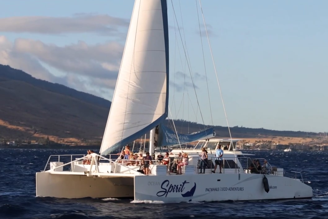 Whale Watching Sail in Maui