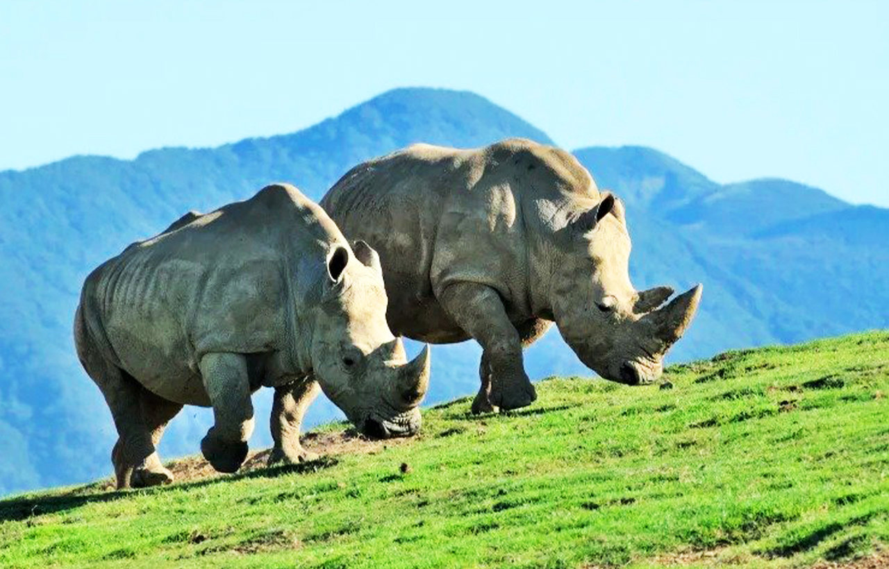 Take the animal-shaped jungle bus in the academy to feed lions, elephants, and black bears, and see giraffes, rhinos, zebras, and other animals living on the grassland. This is a rare experience in Japan and is definitely a must-go parent-child trip in Ky