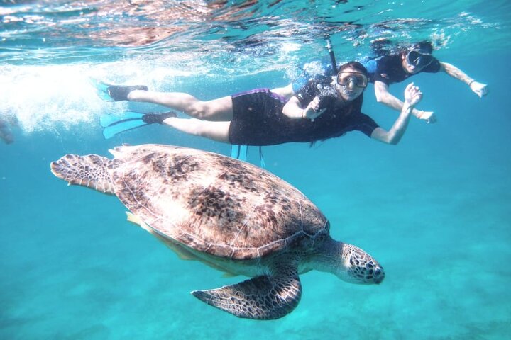 Abu Dabbab Beach Snorkeling with Turtles Day Tour from Marsa Alam
