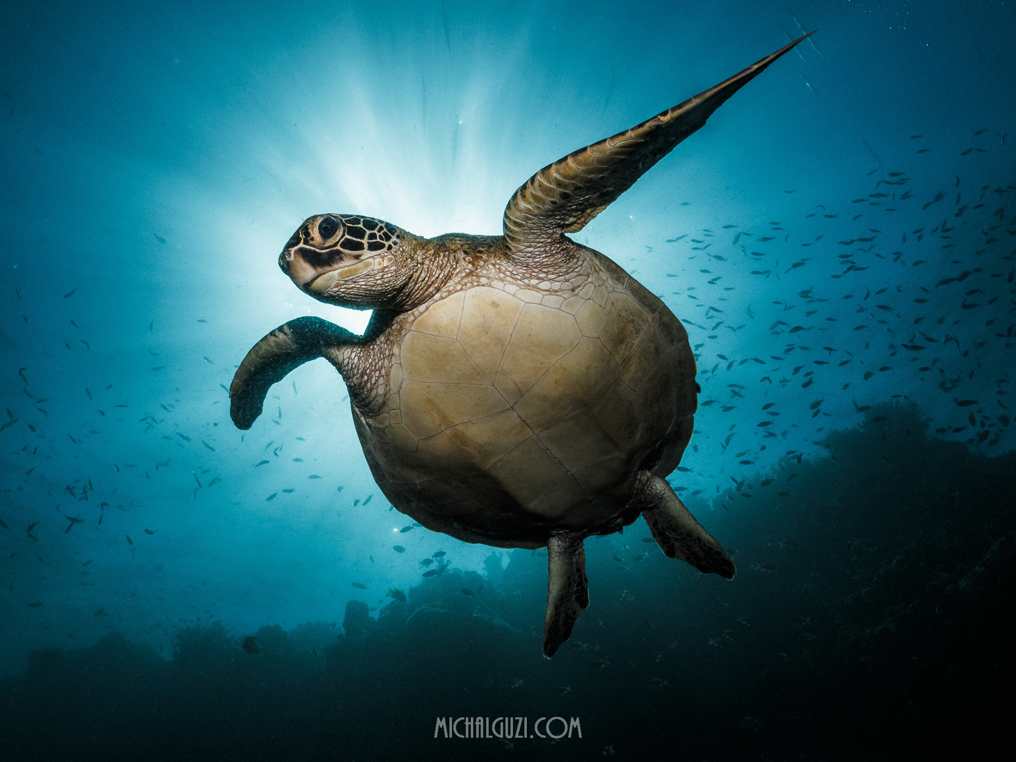 莫阿爾博爾海岸遇見海龜潛水體驗（PADI五星級潛水中心）