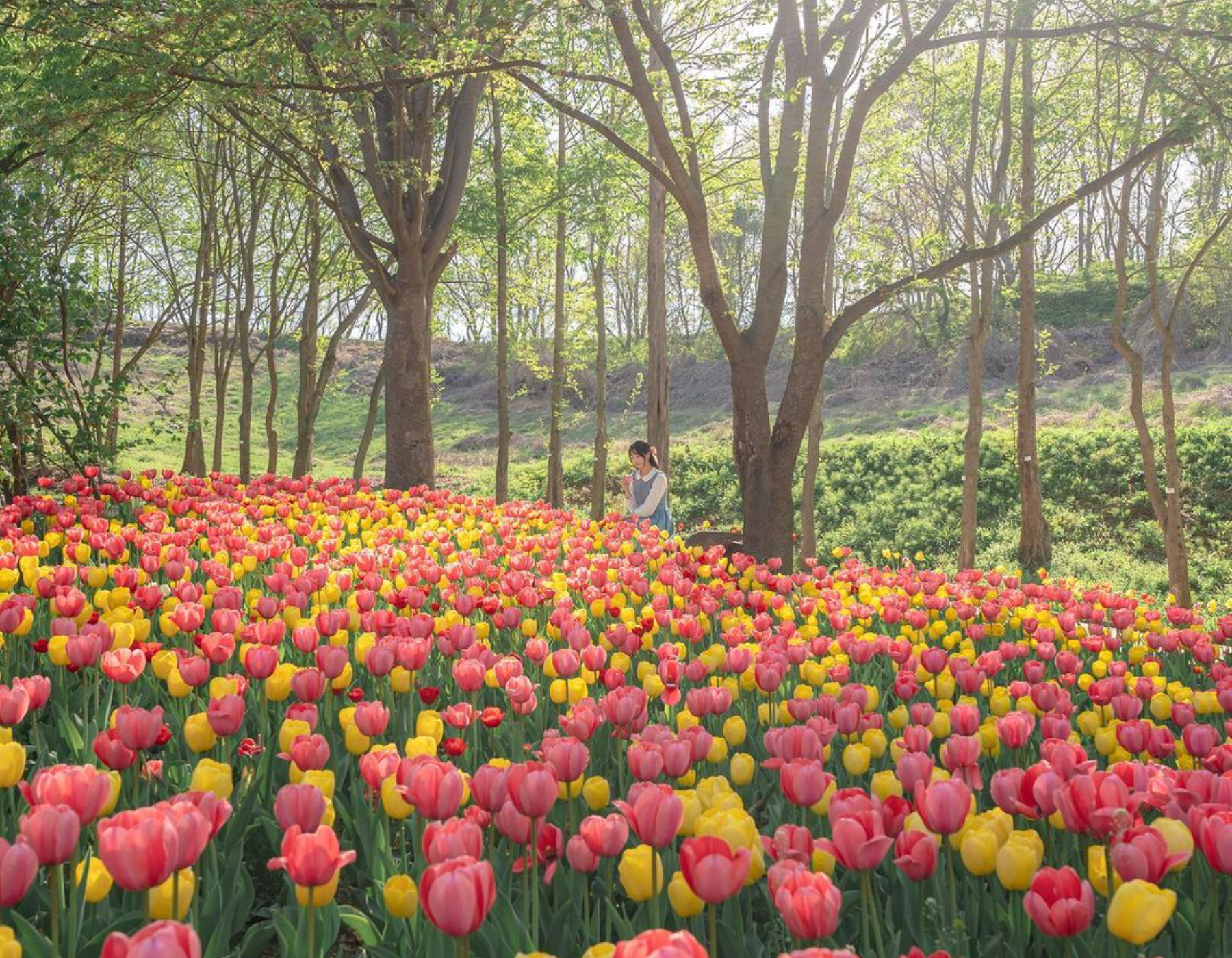 森林中，一片粉嫩色系的鬱金香花海綿延開來！沐浴在穿透樹梢的溫暖陽光下，成為花海中的主角。拍下充滿春日旅行悸動的動人照片。