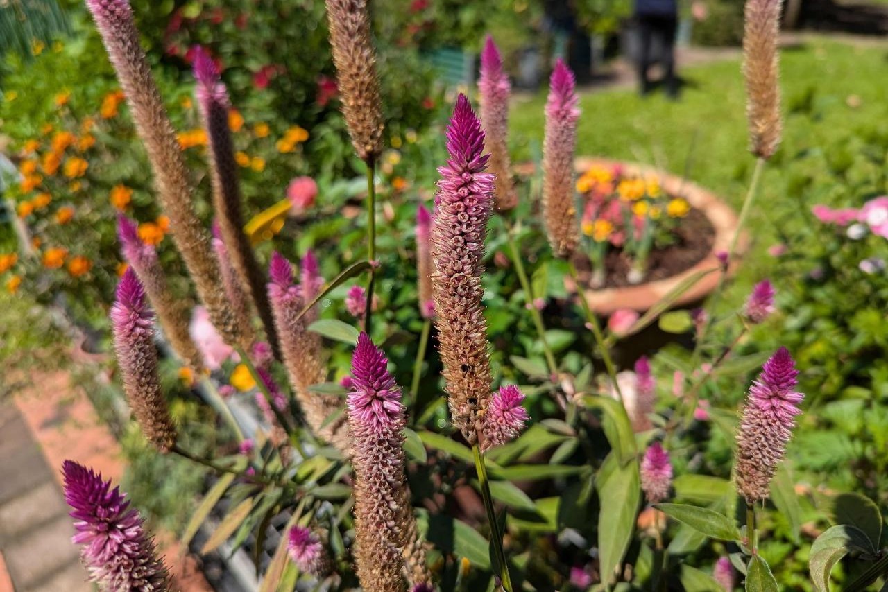 5 小時熱帶花園與觀光旅遊