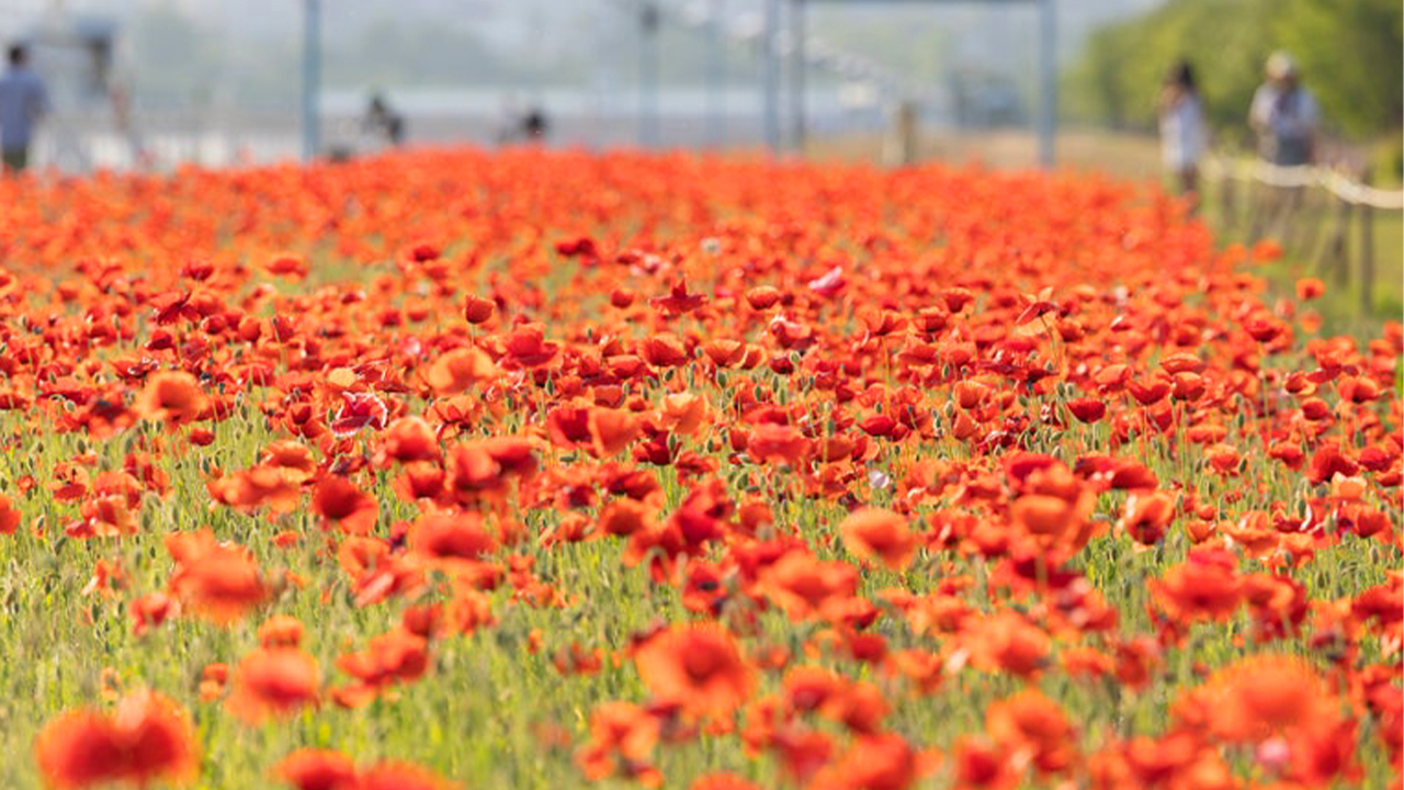 五月的彌沙慶典公園,紅色罌粟花在陽光下靜靜綻放。 五月的彌沙慶典公園,紅色罌粟花在陽光下靜靜綻放。