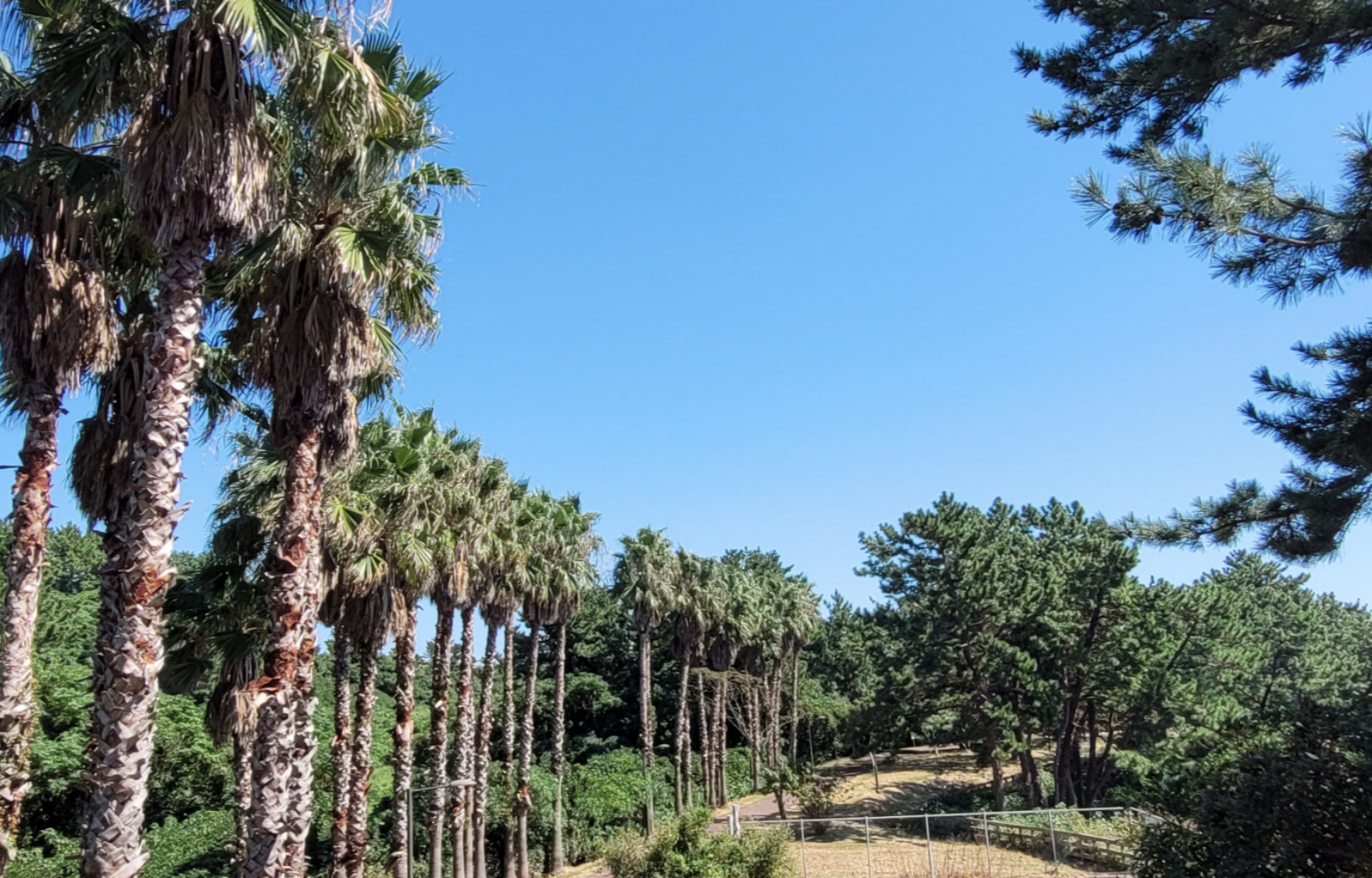 濟州島南部地區私人一日遊