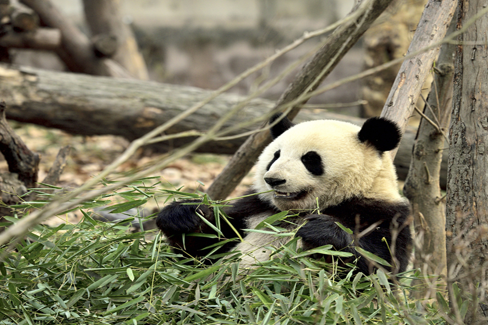 Giant Panda in Chengdu Research Base
