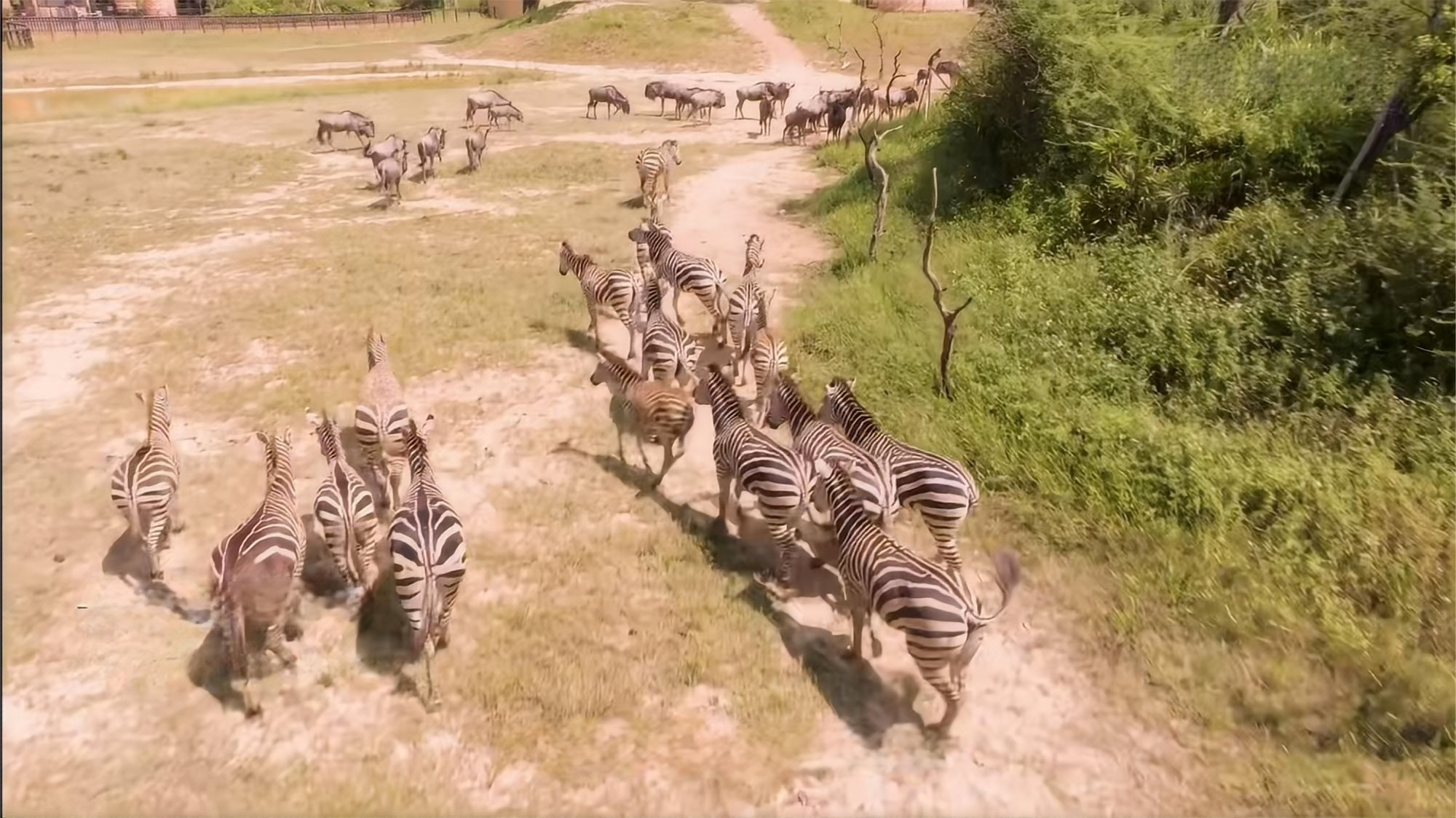 長頸鹿大草原 長頸鹿大草原