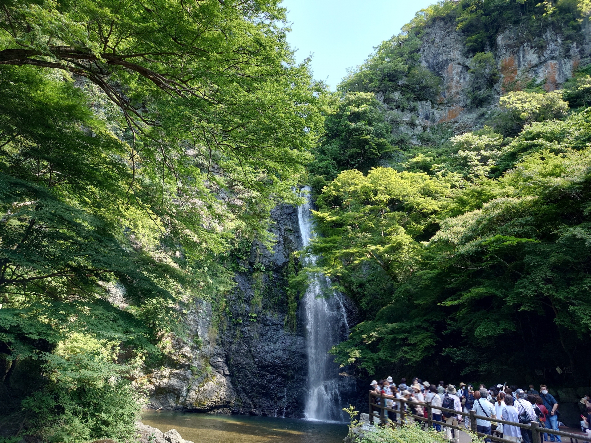 期間限定 淀川背割堤樱花祭  | 漫步1.4km櫻花隧道・宇治・勝尾寺・箕面大瀑布 