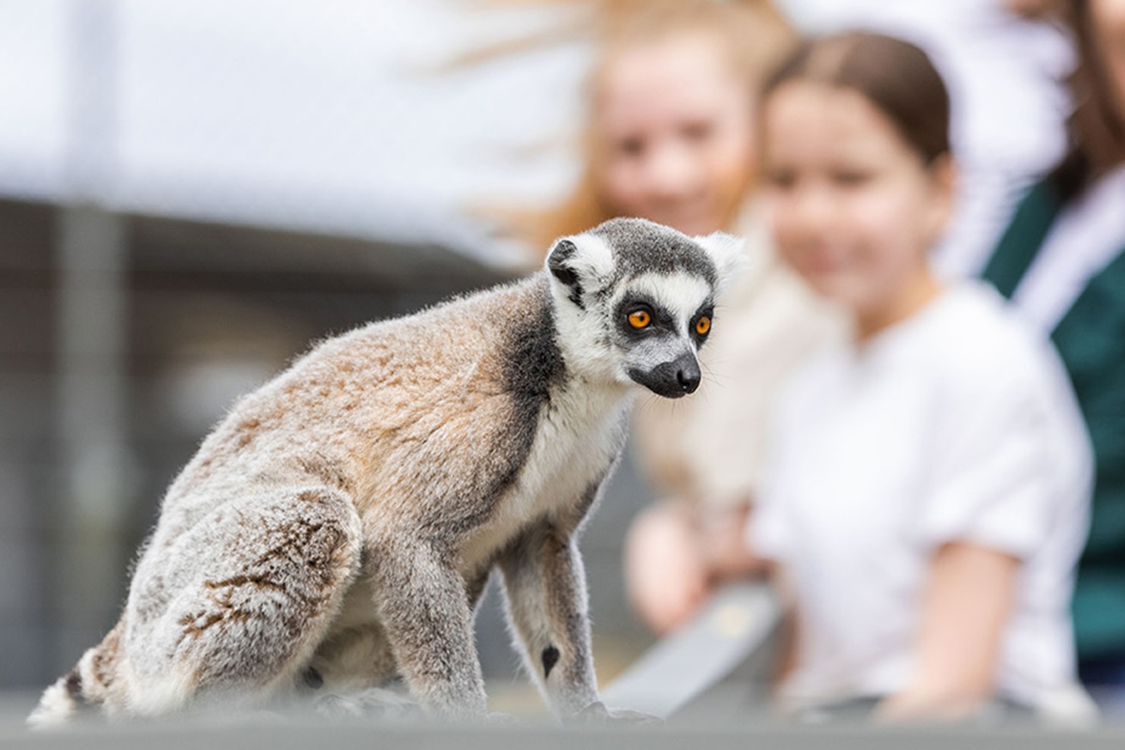 Land of the Lemurs &amp; A Day at Monarto Safari Park