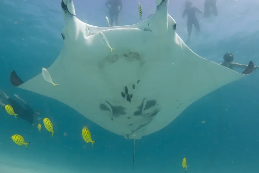 Swim with Manta Rays at Ningaloo Reef