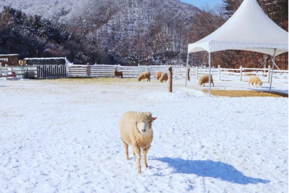 草泥馬牧場 (Sheep & Alpaca Ranch) 是一座體驗型農場，遊客可以在這裡與草泥馬互動，並欣賞遼闊草地的美麗風光。