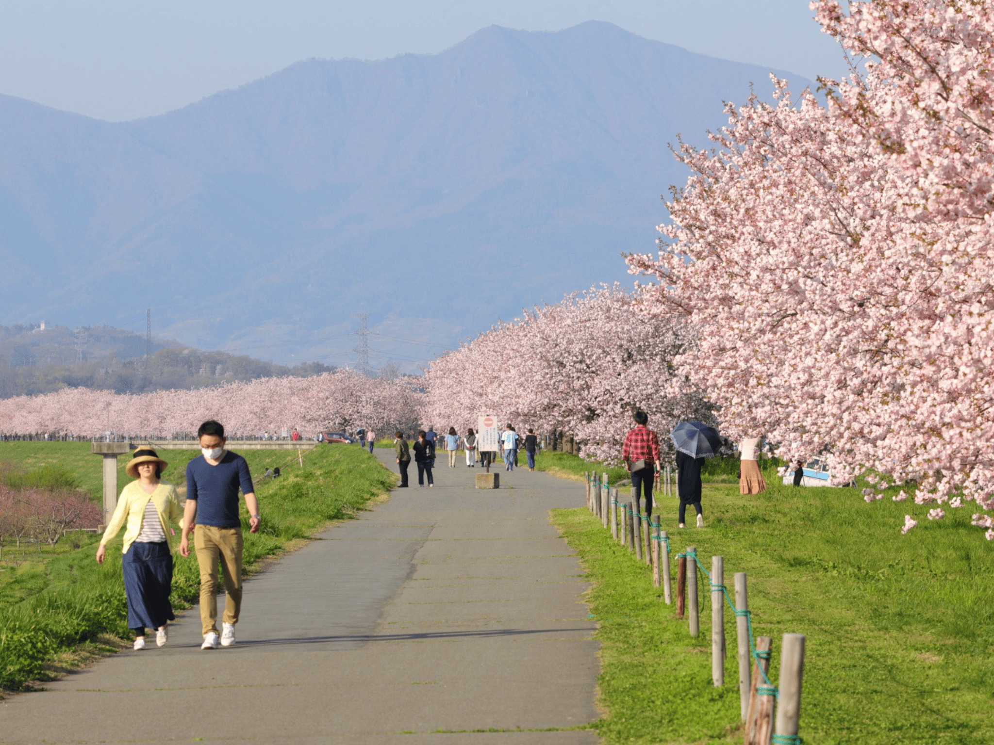  Pair with the Snow Monkey or Togakushi： Chikuma Park(Mid-Late April)