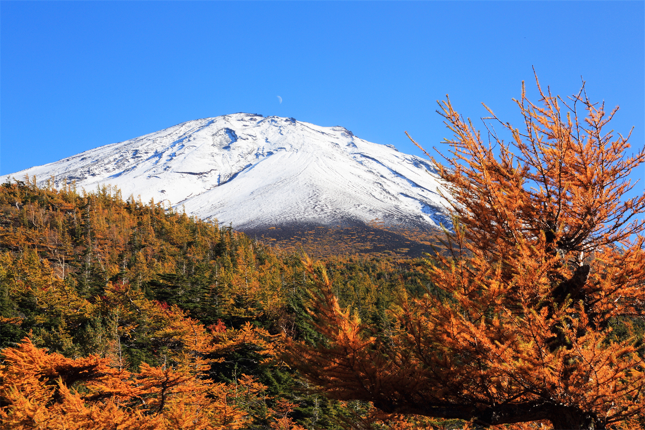 暢遊富士山一日遊（東京出發）