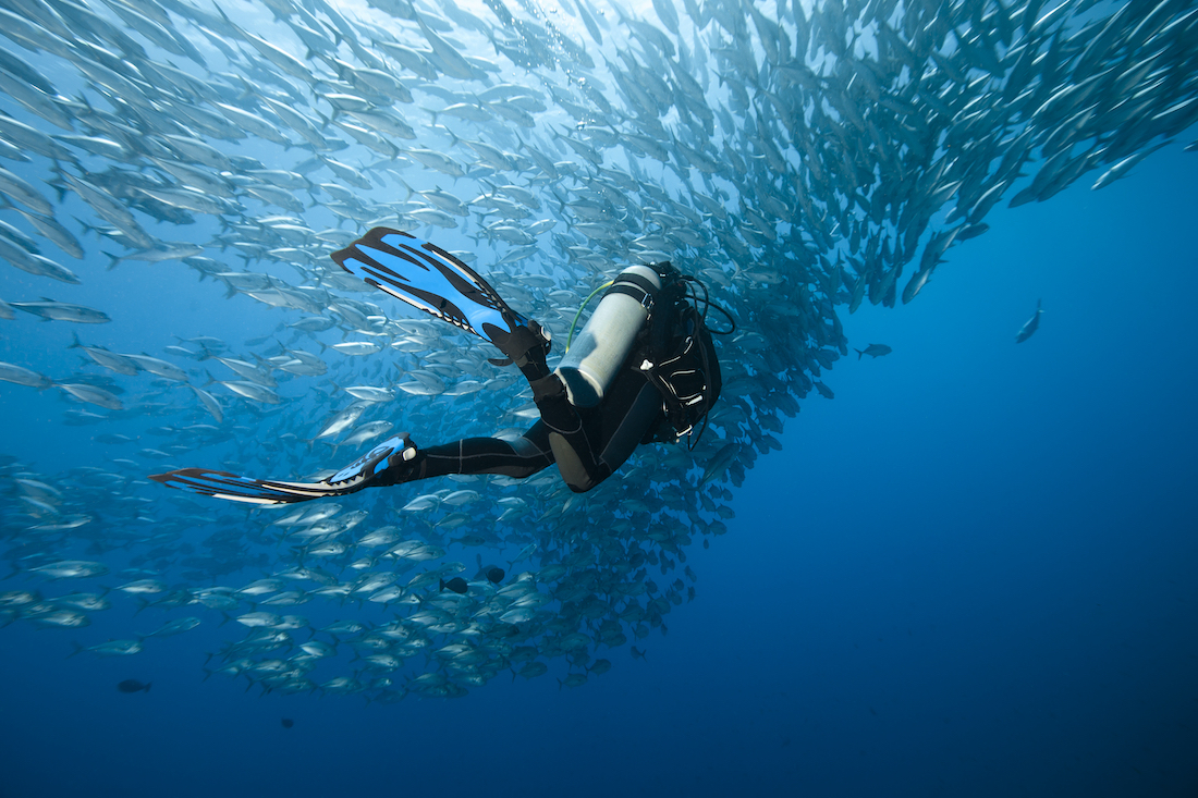 タオ島 ローカルリーフエコロジーファンダイブパッケージ（PADI 5スターCDC提供）