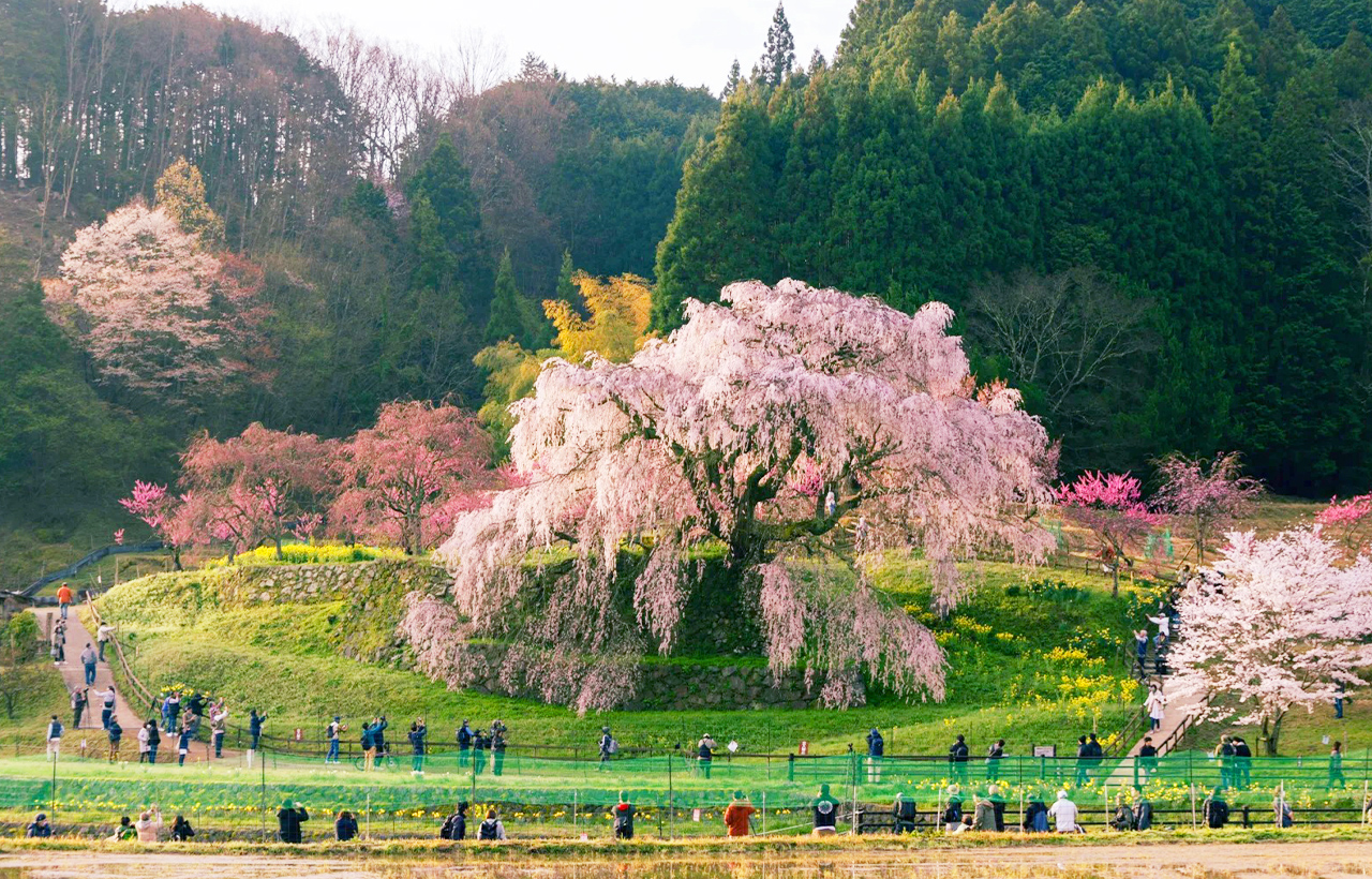 又兵衛櫻（又稱本鄉瀧櫻），位於奈良縣宇陀市大宇陀本鄉地區，是奈良縣內極具代表性的垂枝櫻花名勝之一