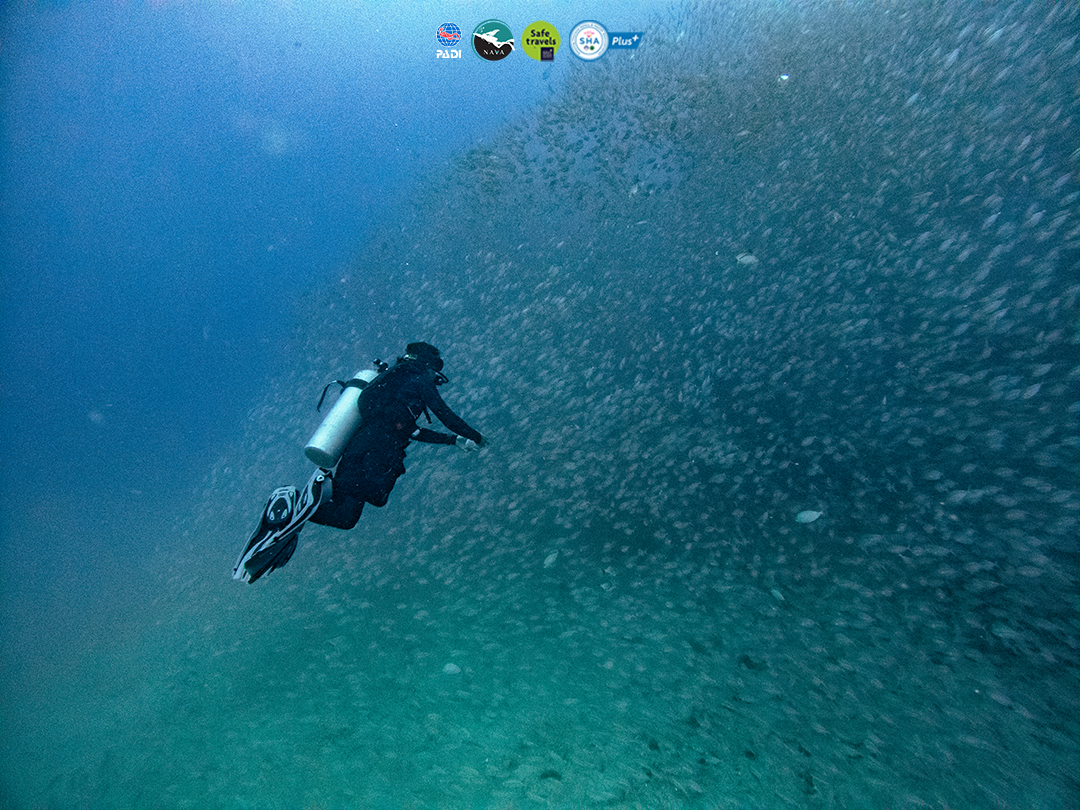 モーニングダイビングツアー（タオ島 / PADI 5 Star Dive Center提供）