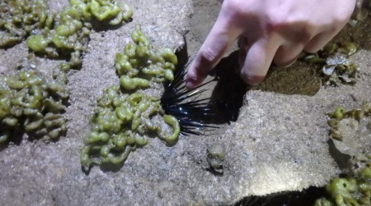 澎湖: 樂福海洋-日／夜間潮間帶探索