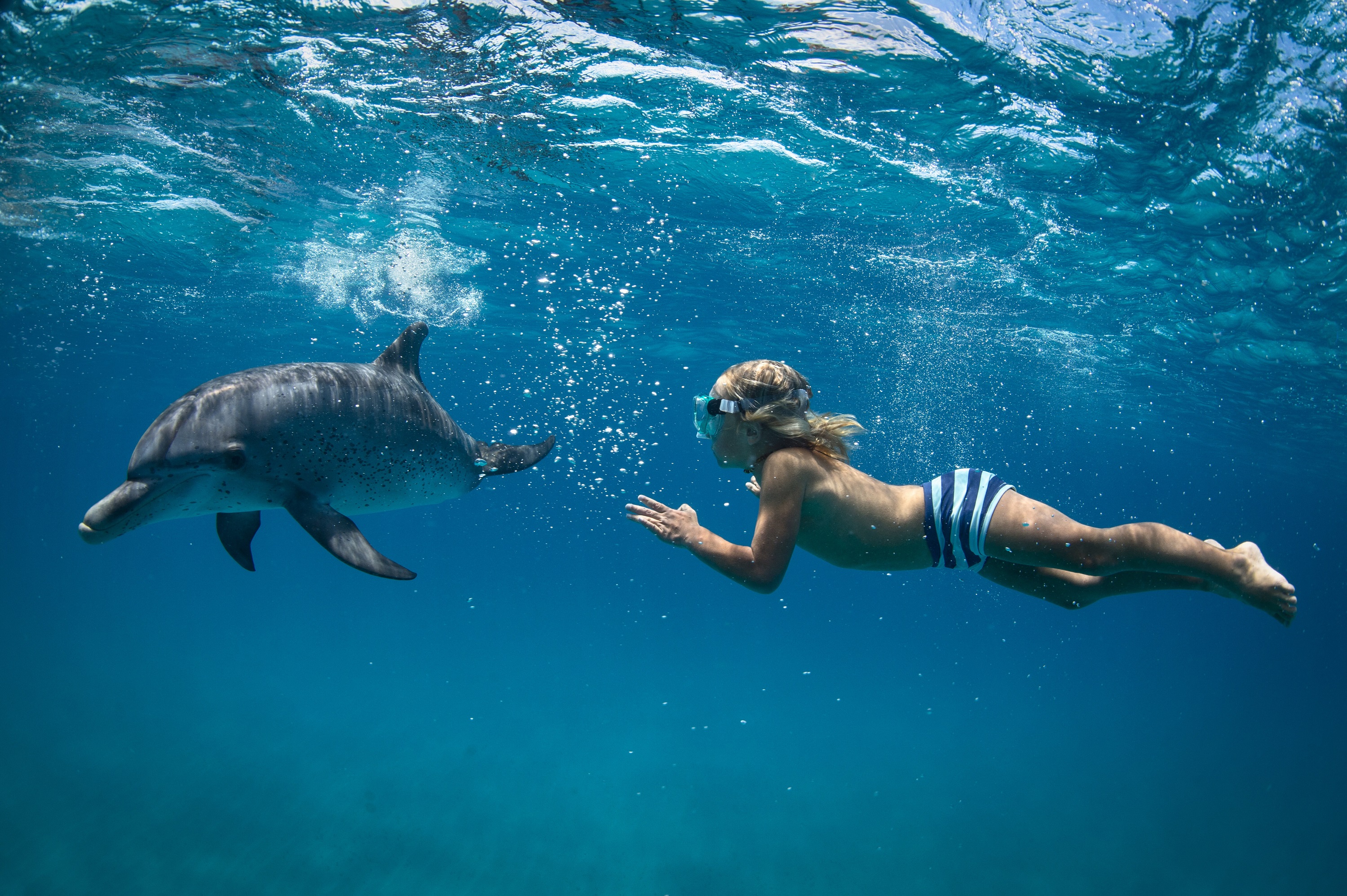 海豚屋礁石浮潛海上之旅(含接送)- 馬薩阿拉姆 海豚屋礁石浮潛海上之旅(含接送)- 馬薩阿拉姆